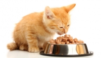 Τροφές για γάτες
